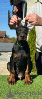 Photo №1. dobermann - for sale in the city of Бачка-Паланка | negotiated | Announcement № 123618