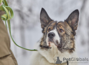 Photo №2 to announcement № 30218 for the sale of non-pedigree dogs - buy in Russian Federation private announcement