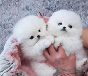 Photo №2 to announcement № 66325 for the sale of pomeranian - buy in Slovenia private announcement