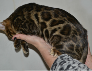 Photo №2 to announcement № 1050 for the sale of bengal cat - buy in Ukraine breeder