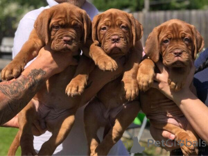 Photo №1. dogue de bordeaux - for sale in the city of Baienfurt | negotiated | Announcement № 169587