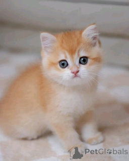 Photo №4. I will sell munchkin in the city of Калифорния Сити. private announcement - price - negotiated