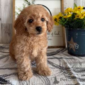 Photo №2 to announcement № 165018 for the sale of poodle (toy) - buy in Germany private announcement
