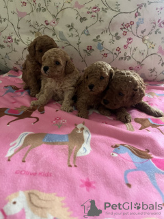 Photo №2 to announcement № 131491 for the sale of  - buy in United States private announcement, breeder