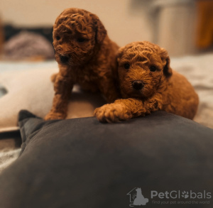 Photo №1. poodle (toy) - for sale in the city of Гамбург | 2113$ | Announcement № 84472