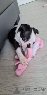 Photo №2 to announcement № 135557 for the sale of boston terrier - buy in United States from the shelter, breeder