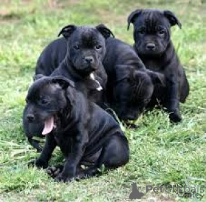Photo №1. staffordshire bull terrier - for sale in the city of Marseilles | 1031$ | Announcement № 166961