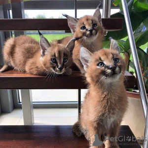 Photo №1. caracal - for sale in the city of Ankara | negotiated | Announcement № 20835