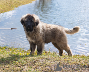 Photo №3. Caucasian Shepherd Dog. Latvia