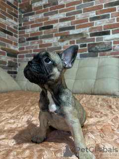 Additional photos: healthy French Bulldog puppies