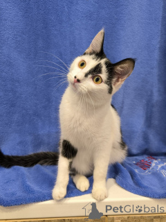 Photo №4. I will sell  in the city of Minsk. private announcement - price - Is free