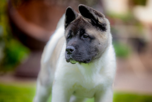 Photo №1. american akita - for sale in the city of Kiev | 1706$ | Announcement № 6915