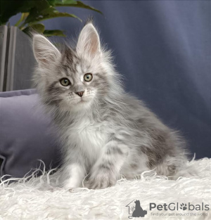 Photo №1. maine coon - for sale in the city of Wiesbaden | Is free | Announcement № 95889