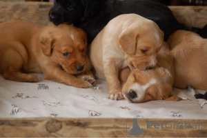 Photo №3. Cocker Spaniel puppies. Belgium