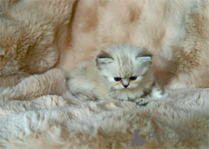 Photo №1. persian cat - for sale in the city of Esbjorg | 329$ | Announcement № 151616