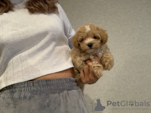 Additional photos: TERMS OF SALES maltipoo f1 min, delivery, bargaining, maltipoo f1