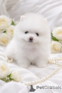 Photo №3. VIP mini handsome!. Ukraine