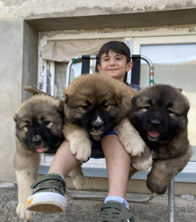 Photo №1. caucasian shepherd dog - for sale in the city of Tbilisi | 600$ | Announcement № 114379