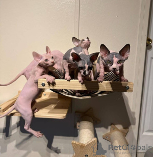 Photo №1. sphynx cat - for sale in the city of Nayarit Castellot | Is free | Announcement № 112379