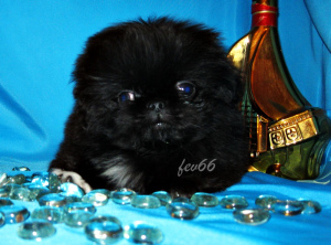 Photo №2 to announcement № 4286 for the sale of pekingese - buy in Russian Federation breeder