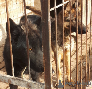 Photo №3. Wolf dog. Germany