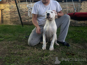 Additional photos: Dogo Argentino puppies