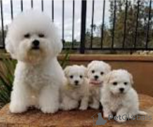Photo №1. bichon frise - for sale in the city of Kiev | 1379$ | Announcement № 72888