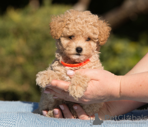 Photo №3. Maltipoo puppies. Ukraine