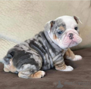 Photo №1. french bulldog - for sale in the city of Carlsbad | Is free | Announcement № 168004