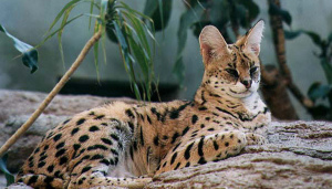 Photo №1. Mating service - breed: serval. Price - 2367$
