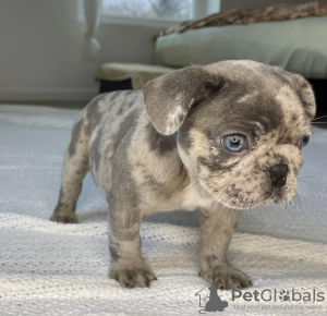 Photo №1. french bulldog - for sale in the city of Texas City | 550$ | Announcement № 30120