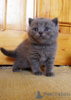 Photo №1. british shorthair - for sale in the city of London | negotiated | Announcement № 15705