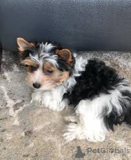 Photo №3. Lindos cachorros Yorkshire Terrier para venda. Portugal