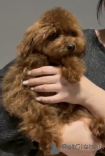 Photo №1. poodle (toy) - for sale in the city of Братислава | negotiated | Announcement № 132242