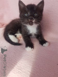 Photo №4. I will sell  in the city of Minsk. private announcement - price - Is free