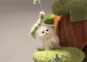 Photo №1. minuet cat shorthair - for sale in the city of Bonn | 329$ | Announcement № 153202