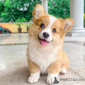 Photo №4. I will sell welsh corgi in the city of Texas City. breeder - price - negotiated