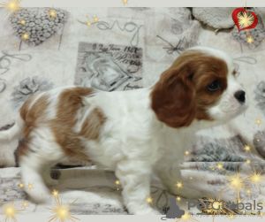 Photo №4. I will sell cavalier king charles spaniel in the city of Minsk. breeder - price - negotiated