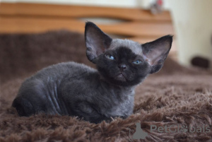Photo №1. devon rex - for sale in the city of New York | 600$ | Announcement № 135672