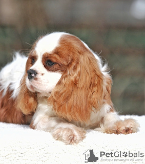 Photo №1. cavalier king charles spaniel - for sale in the city of Палм-Бич | 1500$ | Announcement № 43377