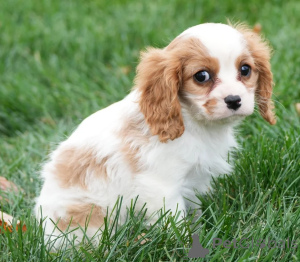 Photo №1. cavalier king charles spaniel - for sale in the city of Enköping | negotiated | Announcement № 158412