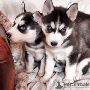 Photo №1. siberian husky - for sale in the city of Bern | negotiated | Announcement № 120106