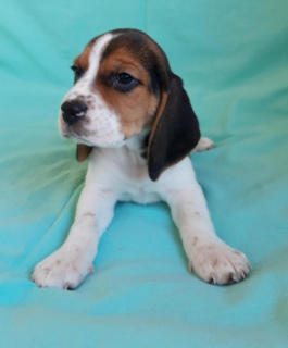Photo №3. Beagle puppies for sale girls and boys from titled parents vaccinated. Russian Federation