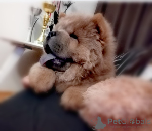 Additional photos: Chow Chow puppies for sale
