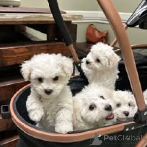 Photo №3. Maltezer pups te koop. Netherlands