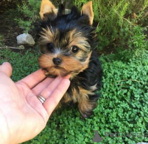 Photo №1. yorkshire terrier - for sale in the city of Франкфурт-на-Майне | 310$ | Announcement № 133370