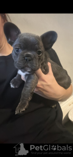 Additional photos: french bulldog