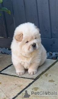 Photo №1. chow chow - for sale in the city of Barnsdall | 300$ | Announcement № 107208