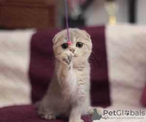 Photo №1. scottish fold - for sale in the city of Стамбул | negotiated | Announcement № 15647