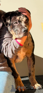 Photo №1. american bully - for sale in the city of Chessy | 1318$ | Announcement № 138671